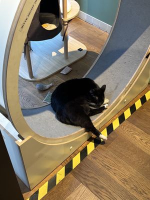   at Katzentempel in Cologne