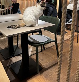   at Katzentempel in Cologne