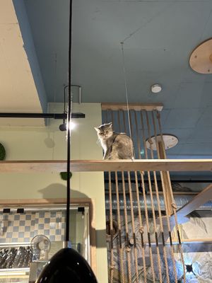   at Katzentempel in Cologne