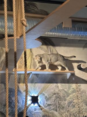   at Katzentempel in Cologne