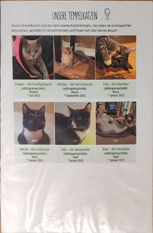 Cats at Katzentempel in Cologne