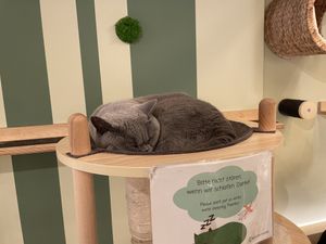 Pepper  at Katzentempel in Cologne