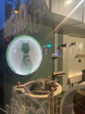   at Katzentempel in Cologne