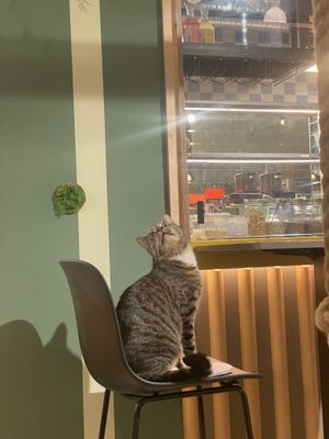   at Katzentempel in Cologne