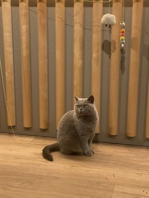   at Katzentempel in Cologne