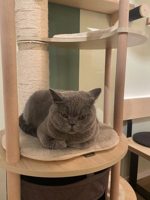   at Katzentempel in Cologne