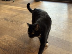 cat  at Katzentempel in Cologne