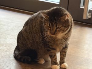 cat  at Katzentempel in Cologne