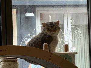 cat  at Katzentempel in Cologne