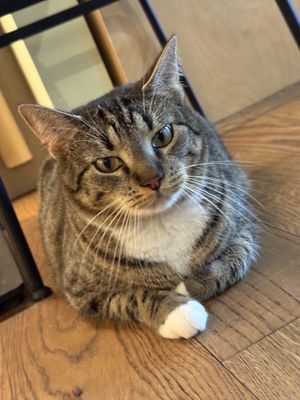 cat  at Katzentempel in Cologne
