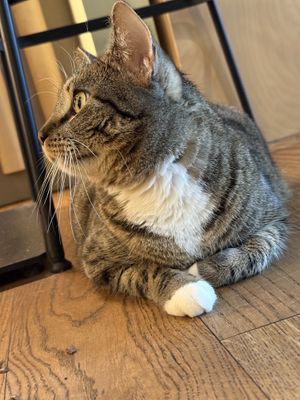 car  at Katzentempel in Cologne