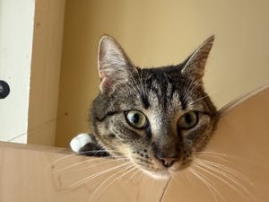 cat  at Katzentempel in Cologne