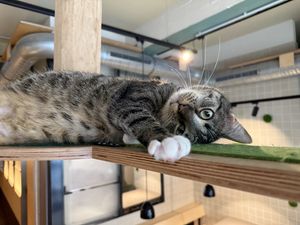 cat  at Katzentempel in Cologne