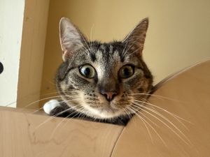 cat  at Katzentempel in Cologne