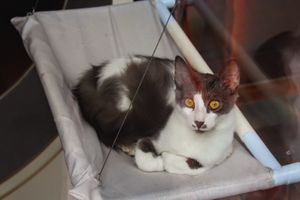 Cat at Katzentempel in Cologne