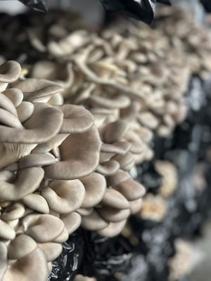 Locally Grown Mushrooms delivered weekly at Bing's Bao Buns in San Luis Obispo