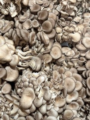 Locally Grown Mushrooms delivered weekly at Bing's Bao Buns in San Luis Obispo