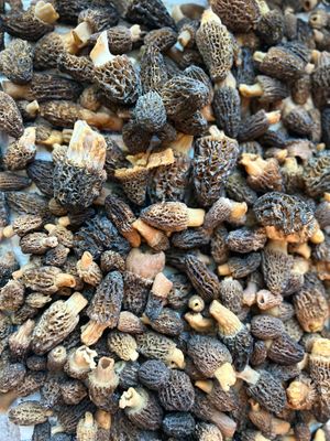 Special batch of Morels at Bing's Bao Buns in San Luis Obispo