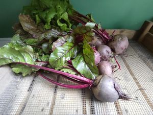 Beet root. at Kolibri in Soenderborg