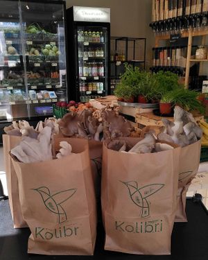 1 bag - 1 meal - 1 recipe - 4 servings: lentils pasta with oyster mushrooms. Everything you need to make an easy vegan, organic, gluten-free meal.  at Kolibri in Soenderborg