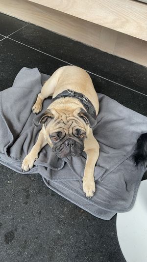 Pet friendly   at Gusto Creciente  in Lima