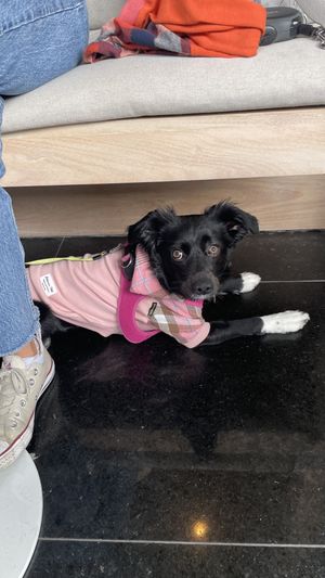 Pet friendly  at Gusto Creciente  in Lima