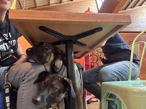 Dogs accepted 🫶🏻  at Flower Burger - I Gigli in Campi Bisenzio