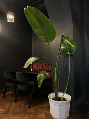Our beloved strelitzia - did you know that it is also called the "bird of paradise plant"? at IV in Berlin