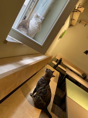 Fellnasen  at Katzentempel - Bremen in Bremen