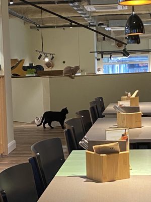 Bewohner   at Katzentempel - Bremen in Bremen