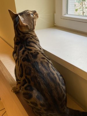 Interessiert   at Katzentempel - Bremen in Bremen