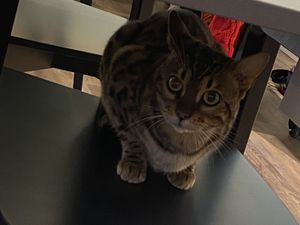 Neugierig   at Katzentempel - Bremen in Bremen