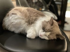 Katzentempel, Bremen  at Katzentempel - Bremen in Bremen