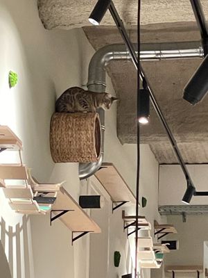 Katzentempel, Bremen  at Katzentempel - Bremen in Bremen