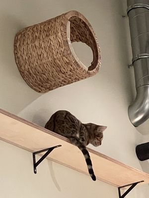 Katzentempel, Bremen  at Katzentempel - Bremen in Bremen