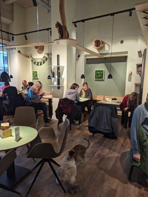 Inside at Katzentempel - Bremen in Bremen