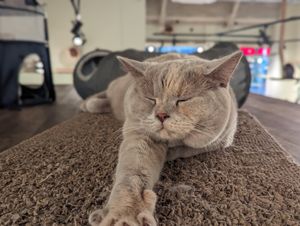 Stretching at Katzentempel - Bremen in Bremen