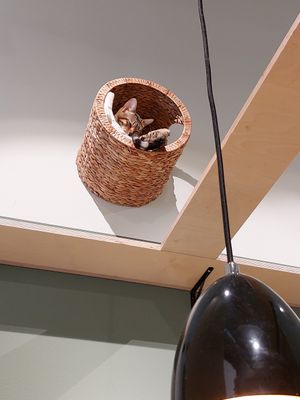  at Katzentempel - Bremen in Bremen