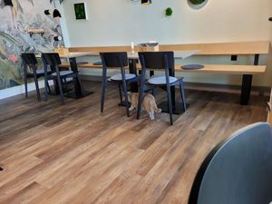 One of the cats at Katzentempel - Bremen in Bremen