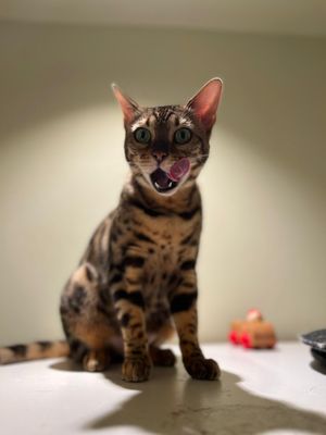  at Katzentempel - Bremen in Bremen