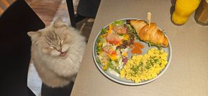  at Katzentempel - Bremen in Bremen