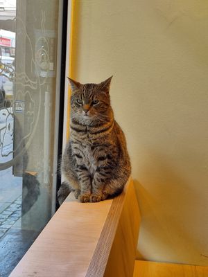  at Katzentempel - Bremen in Bremen