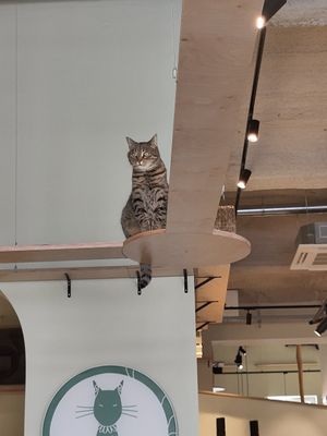  at Katzentempel - Bremen in Bremen