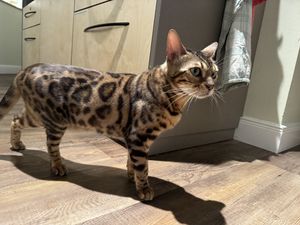 luzie  at Katzentempel - Bremen in Bremen