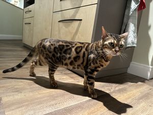 luzie  at Katzentempel - Bremen in Bremen