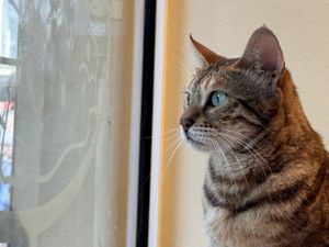 cat  at Katzentempel - Bremen in Bremen