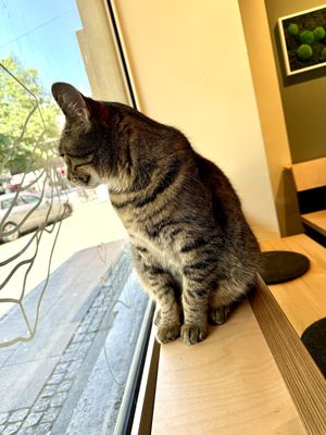 window cat  at Katzentempel - Bremen in Bremen