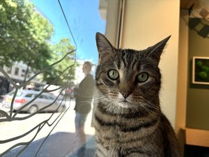 cat  at Katzentempel - Bremen in Bremen