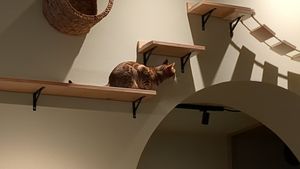  at Katzentempel - Bremen in Bremen