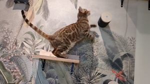  at Katzentempel - Bremen in Bremen